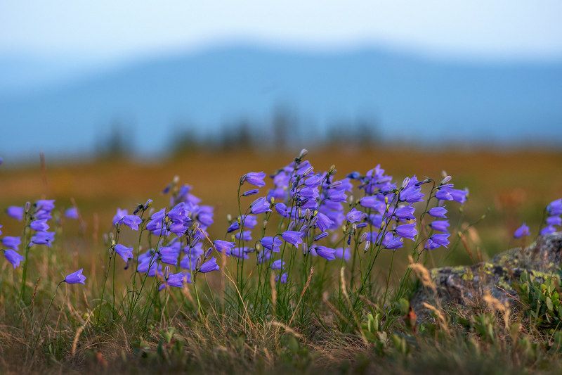 цветы, цветок, колокольчики, таганай, урал, горы, скалы, камни Цветы Дальнего Таганая. фото превью