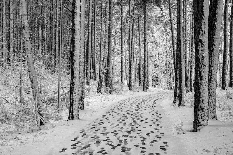 парк, тропинка, следы, лес, деревья, снег, зима Многоходовочка фото превью