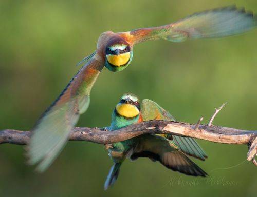Любовь окрыляет