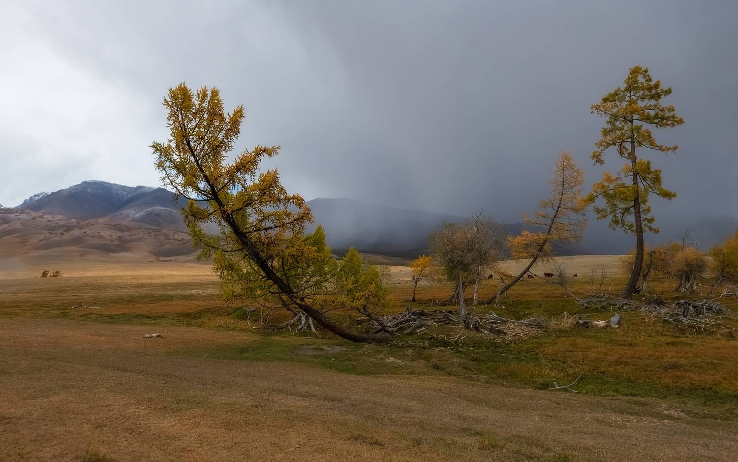 алтай 2023, осень, непогода, лиственница, Фомина Марина