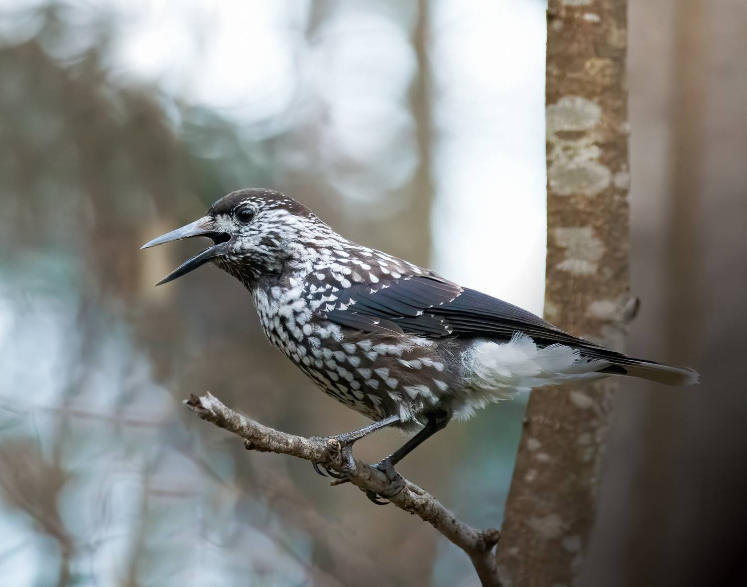 nutcrecker, кедровка, птицы, birds, birdwatching, nikon, nikonrussia, birding, фотоохота, фотоптиц, Михаил Ездаков