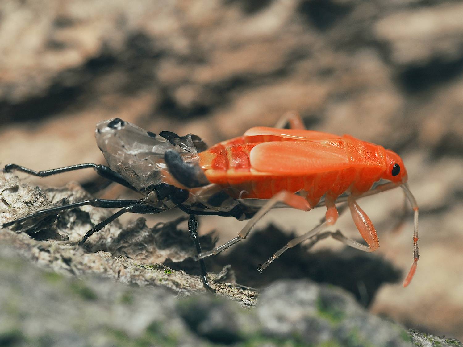 клоп, линька, макро, macro, Протченко Ирина