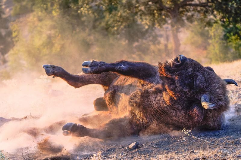 Sunset dust bath фото превью