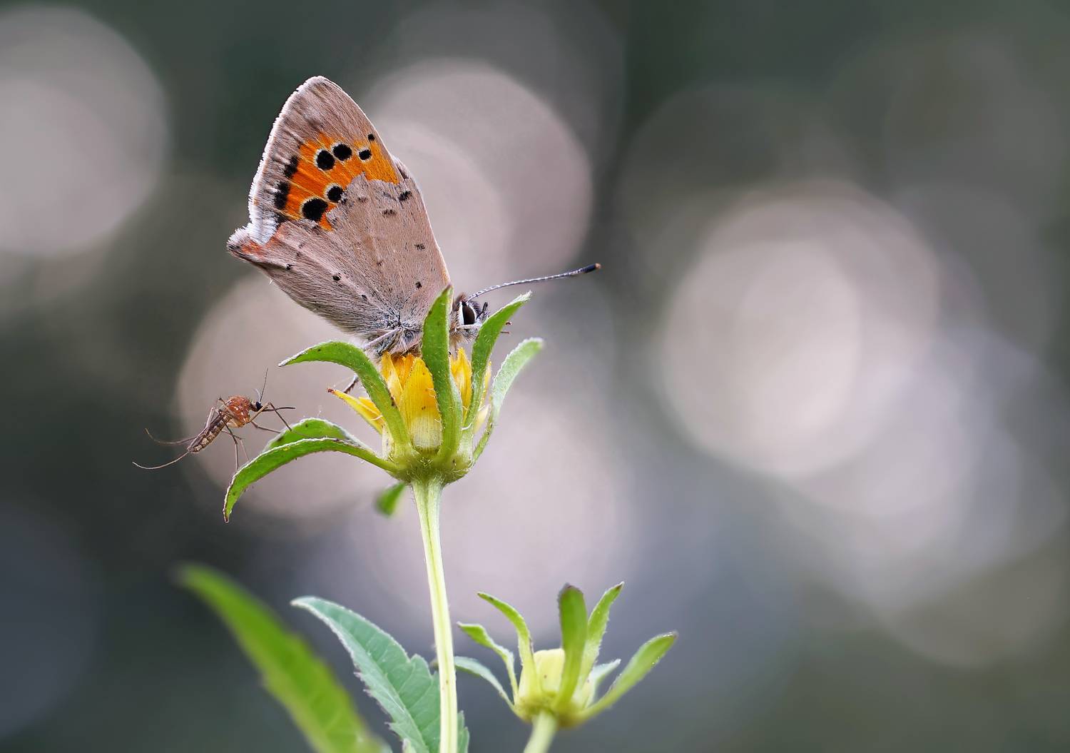 Комар, бабочка, цветок, утро, бокэ, Чепленко Алексей