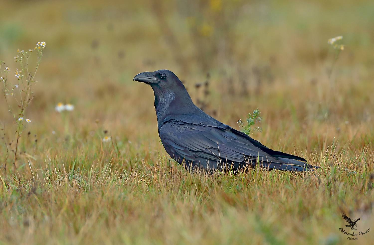 ворон., Гусар Александр