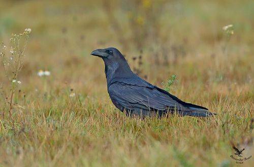 Чёрный ворон.