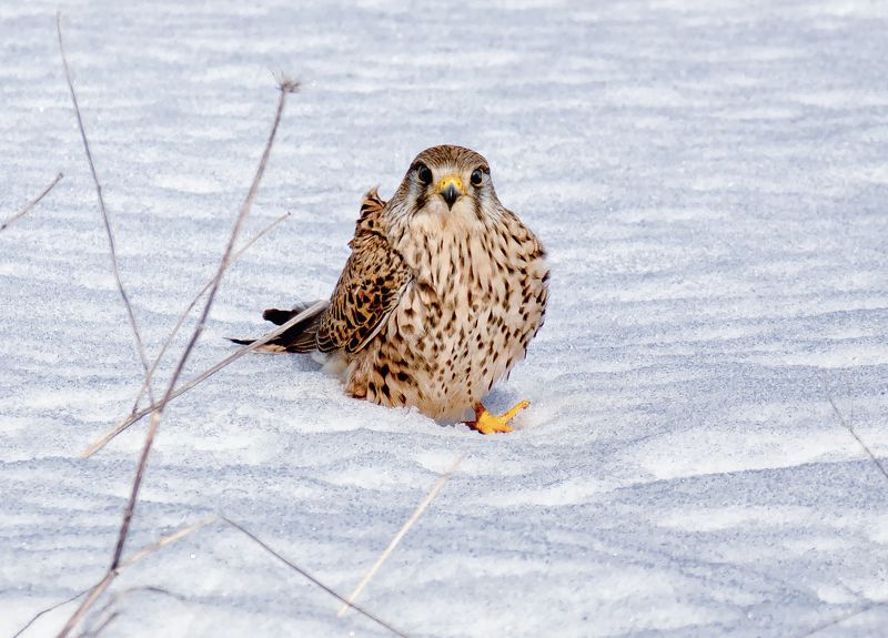 птица пустельга, Пустельга. фото превью