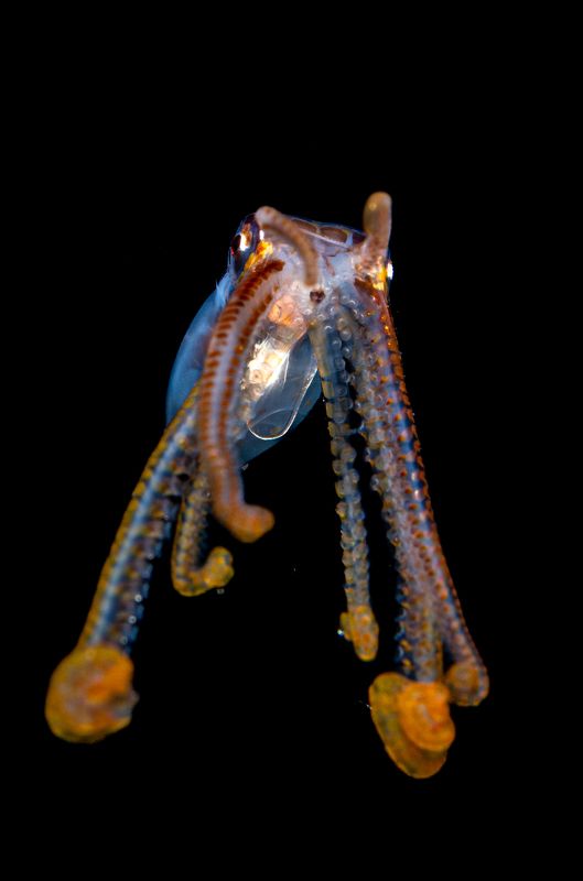 Longarm Octopus  фото превью