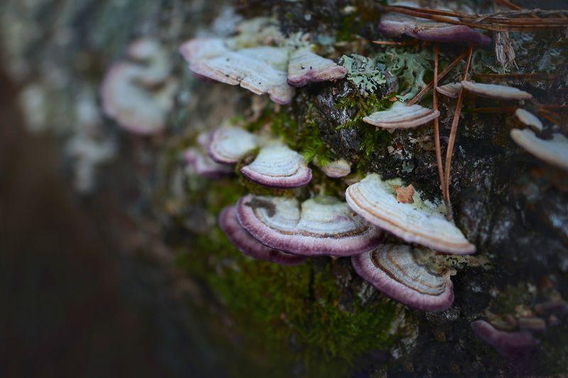 Грибы фото превью