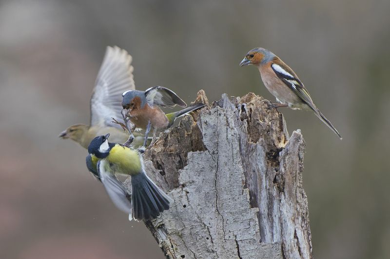 Битва фото превью