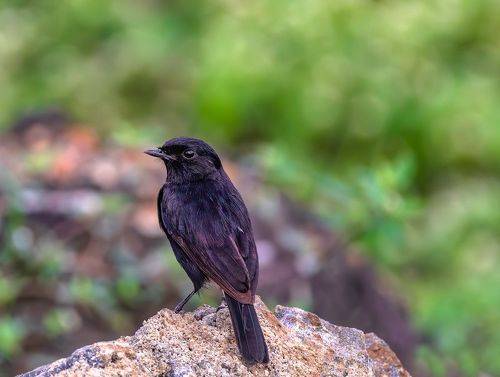 Song Bird