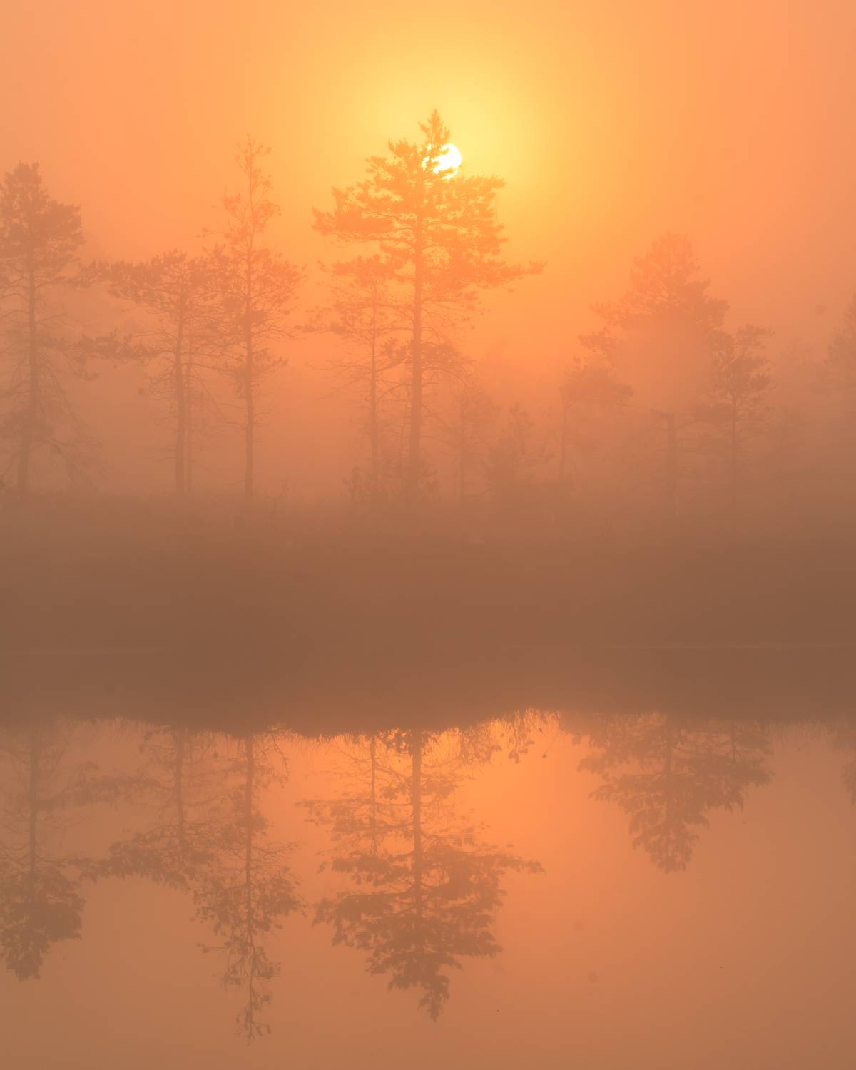 #estonia, #estoniabogs, #nature_of_estonia, #naturephotography, #naturelovers, #sunrise_sunset_photogroup, #sunriseoftheday, #foggymorning, #foggy, #goldenlight, #goldensunrise, #bog, #bogsofestonia, #k&otilde;nnusuursoo, #hikingtrails, #goldenhour, #goldengram,, Nikolai Mordan