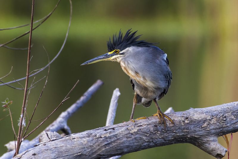 Mangrove heron. фото превью