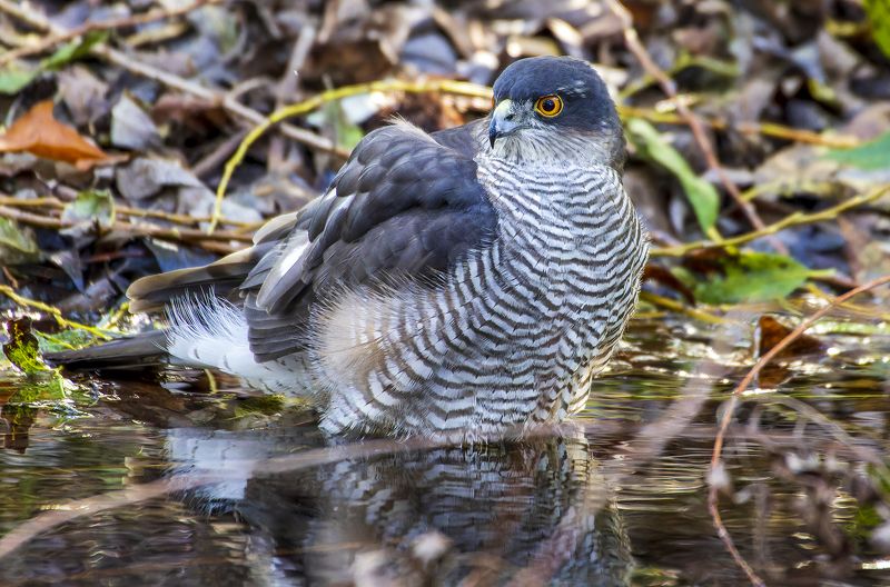 Eurasian sparrowhawk. фото превью