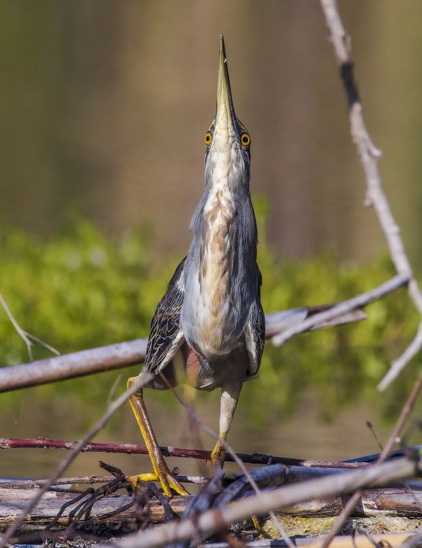Mangrove heron. фото превью