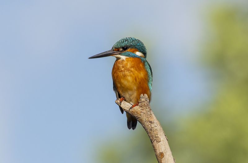 Kingfisher. фото превью