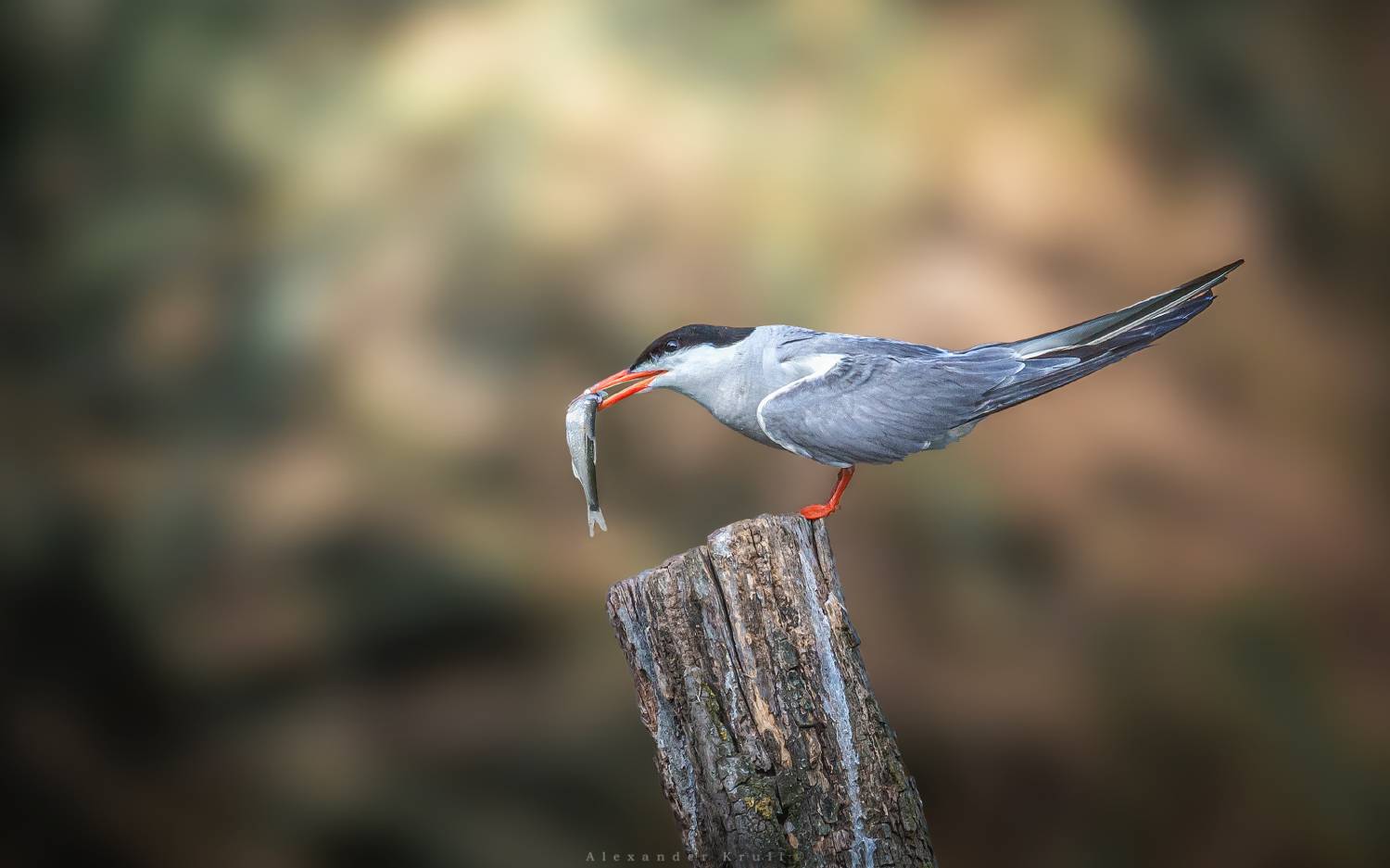 крачка, Круль Александр