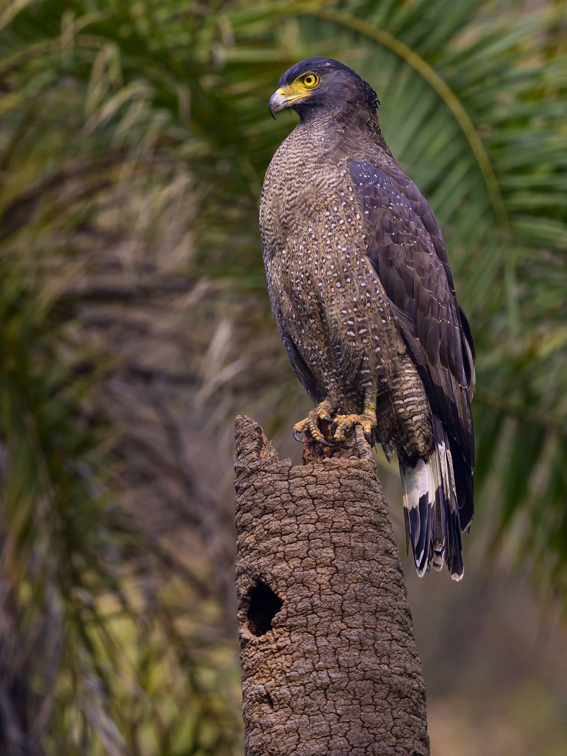 , Пупонин Сергей