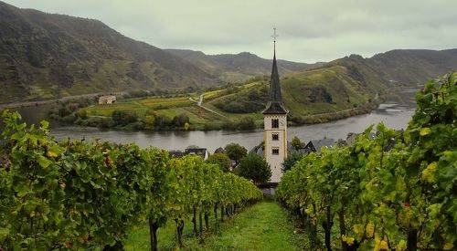 Vineyards