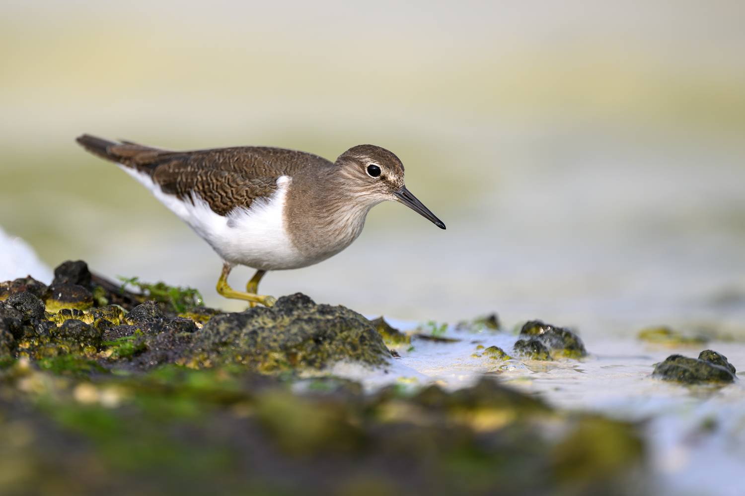птица, фотоохота, кулик природа, фауна, Vladimir Kulikov