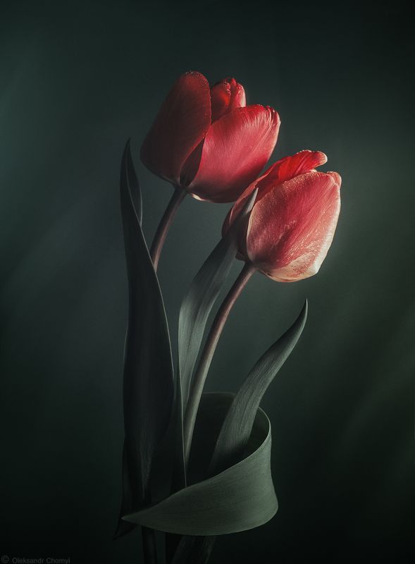 цветы, тюльпаны, май, любовь, волшебство, красота природы, макрофотография, саша чорный, \