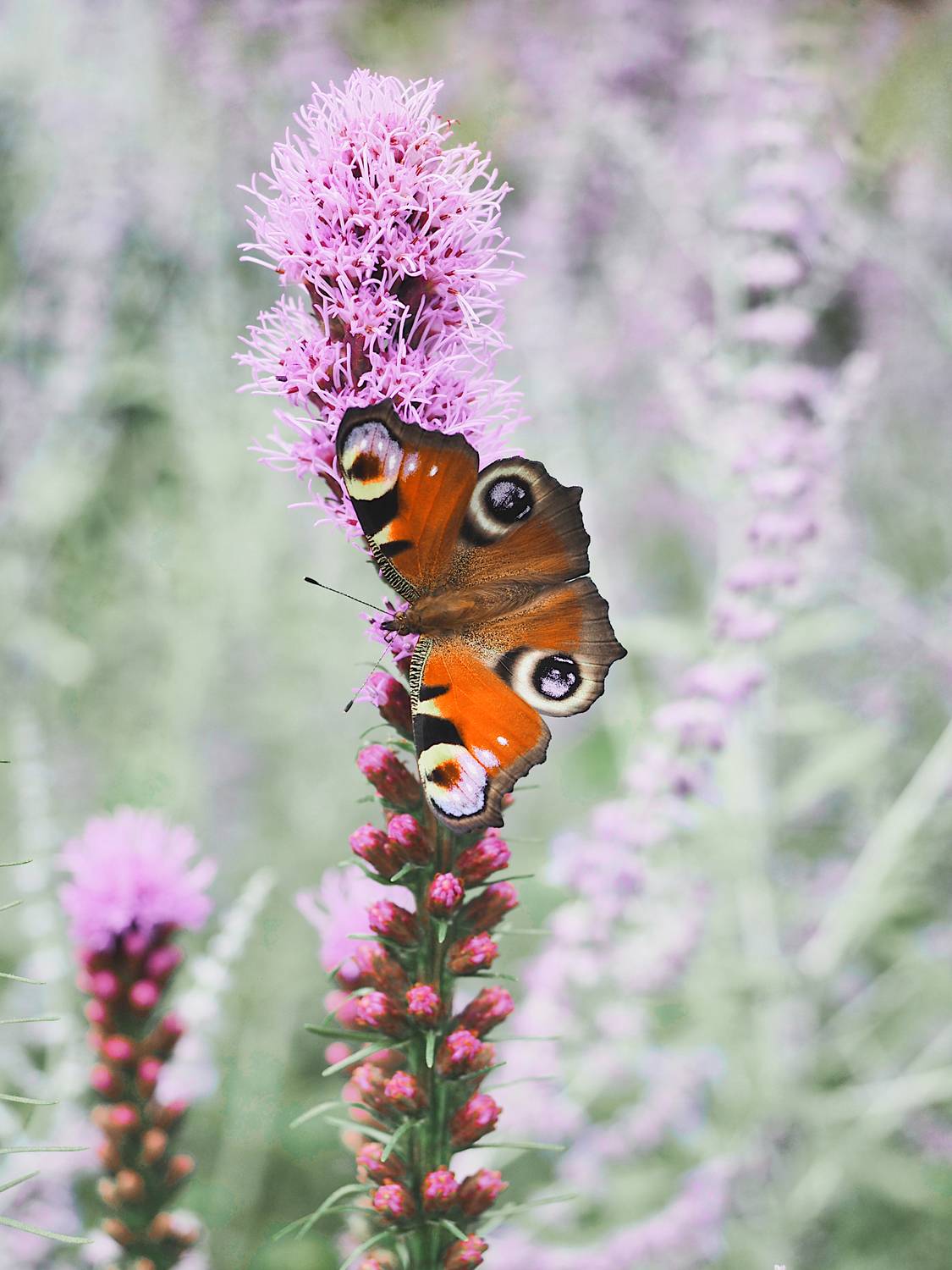 бабочка, макро, цветок, butterfly, macro, flower, Протченко Ирина