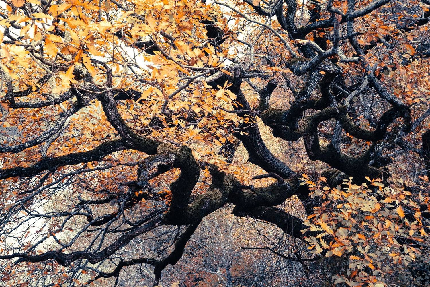 , Вадим Коваленко