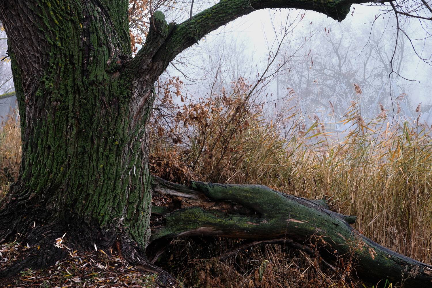 , Владимир Краснов