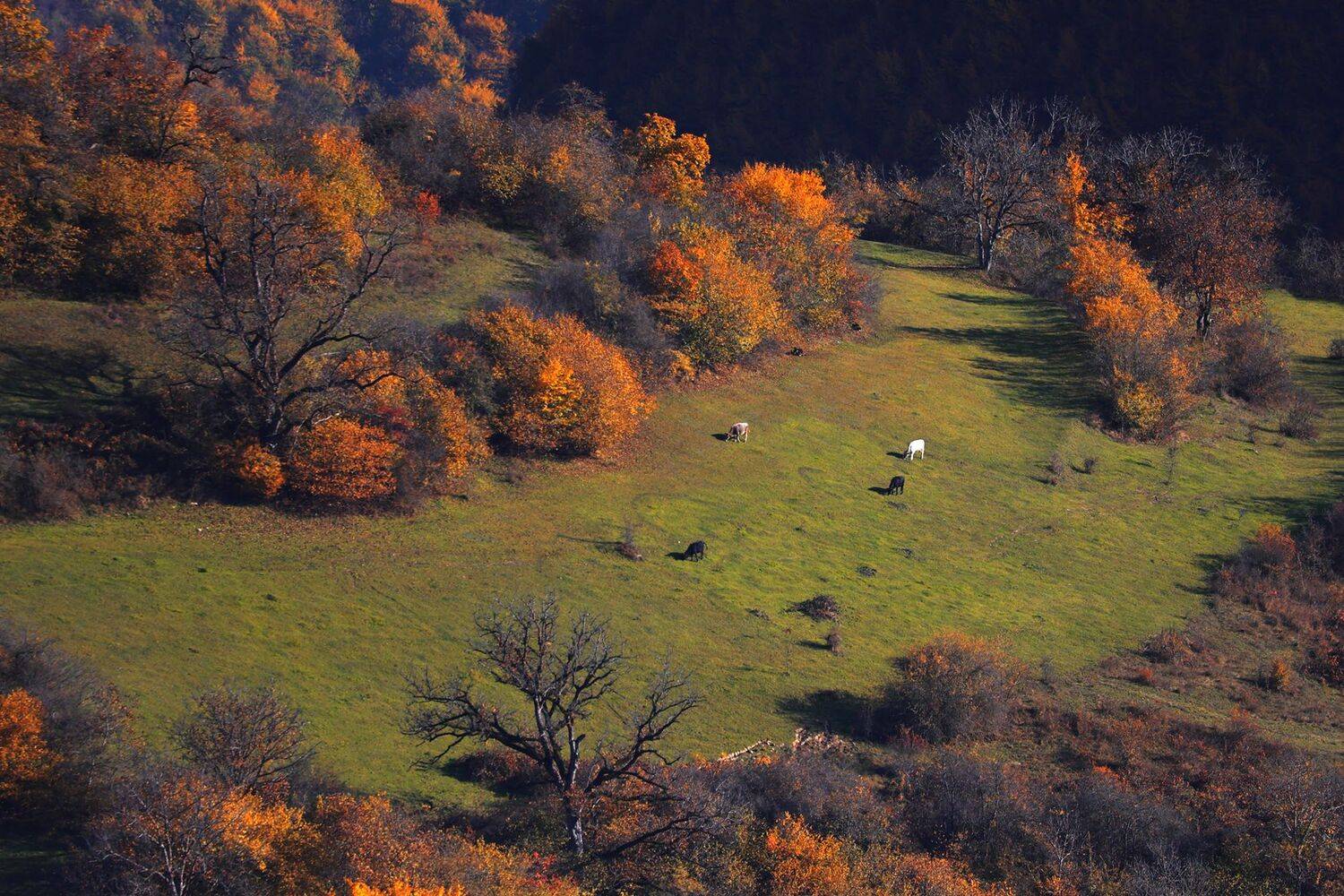 осень,горы,дагестан,, Magov Marat