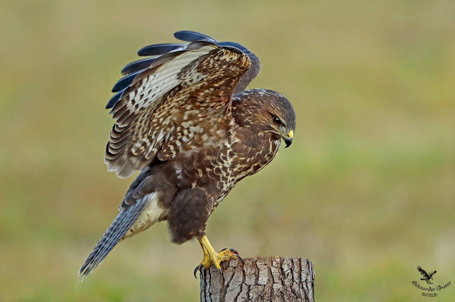 канюк, Гусар Александр