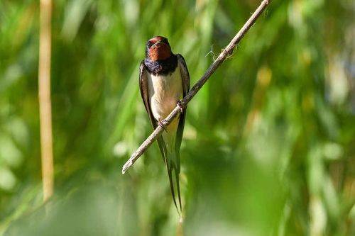 Hirundo rustica