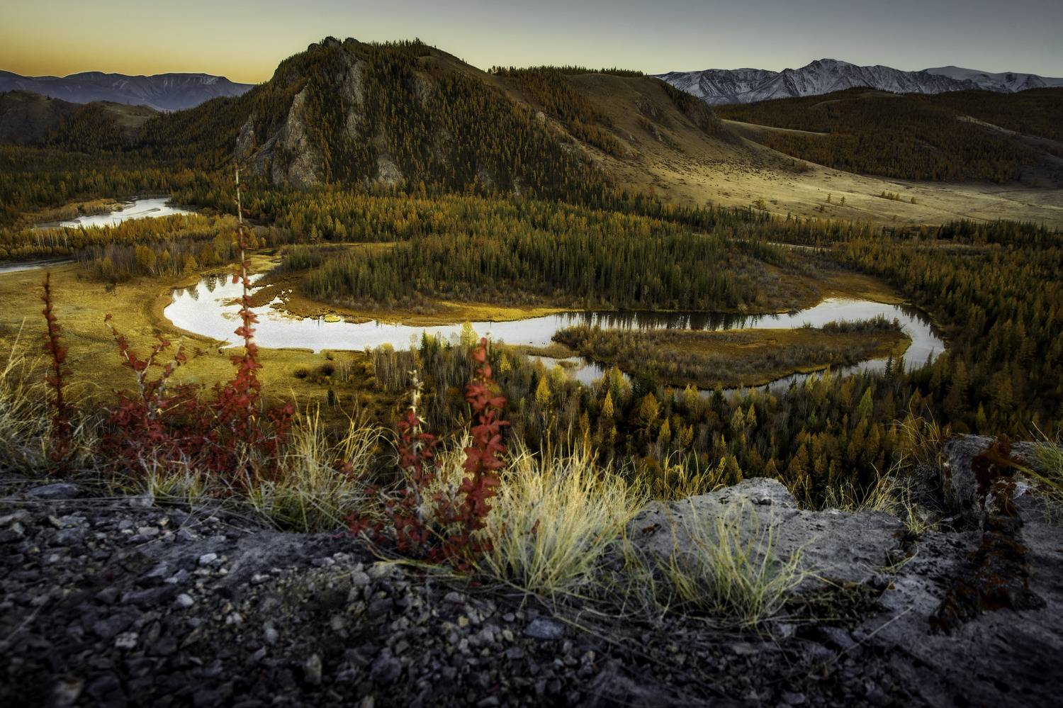 , Могилевич Elena