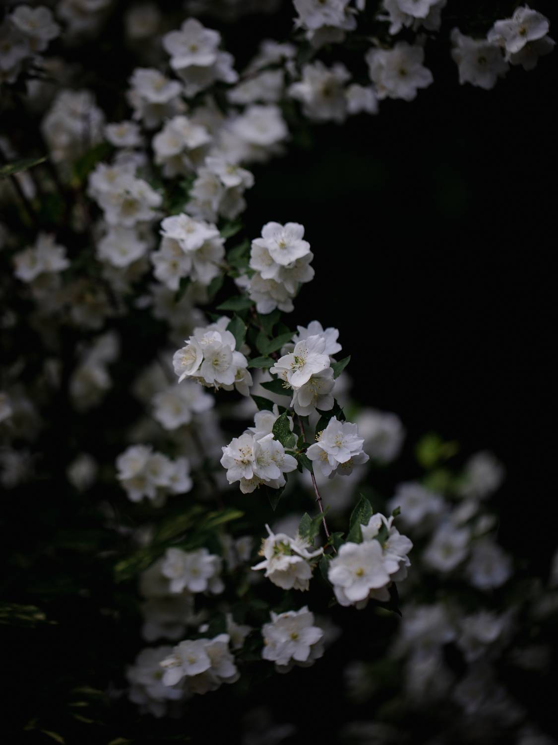 , Бравичева Анастасия