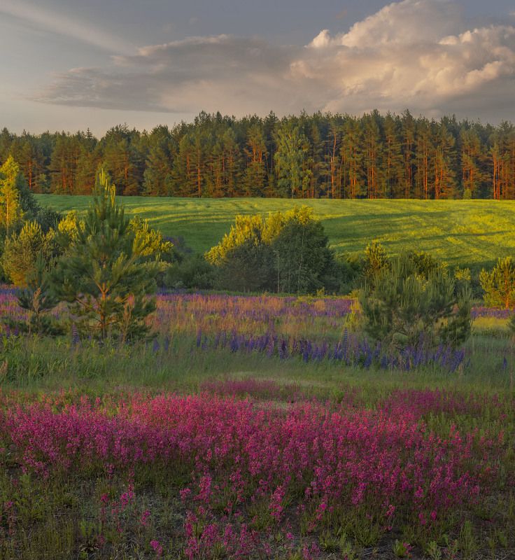 Золотой свет. фото превью