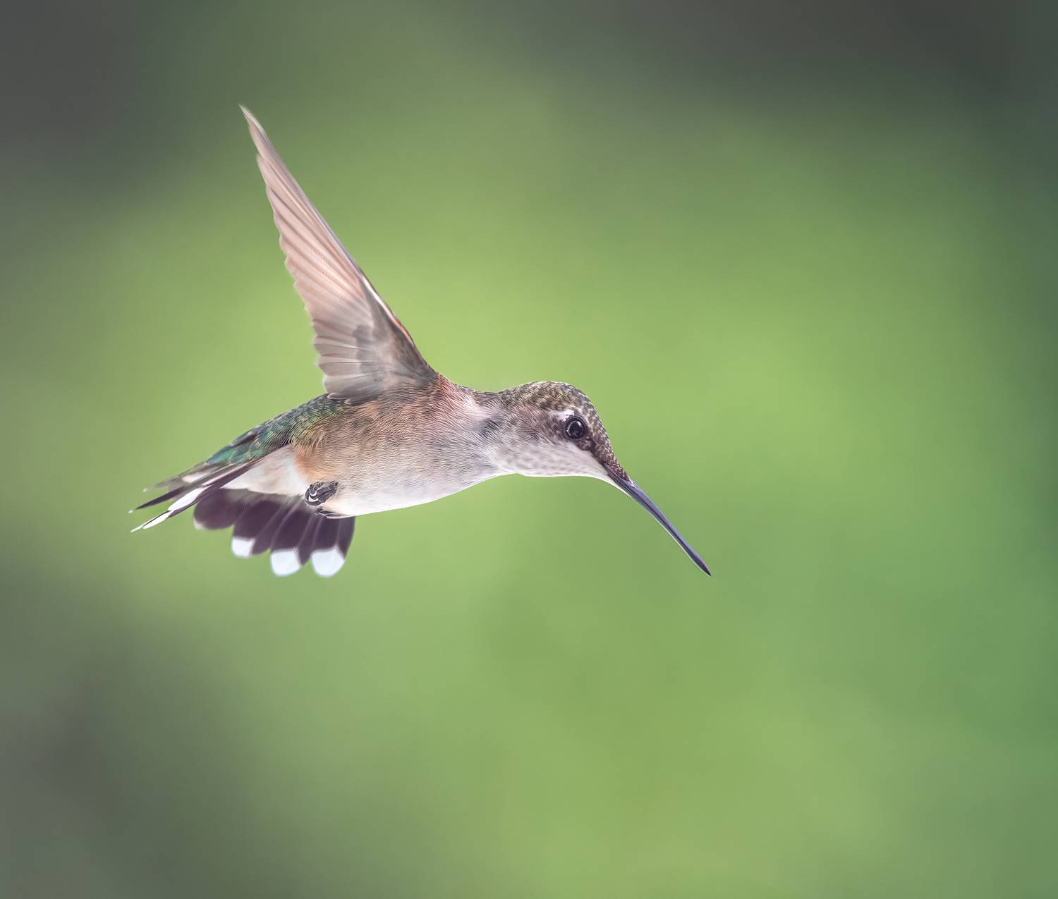 bird, humming, hummingbird, hummingbirds, hummer, rufous, nature, animals, wild, action, dynamic, Atul Saluja