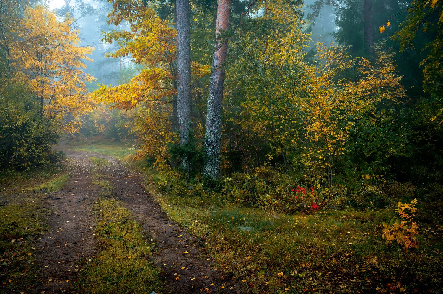 пейзаж, природа, осень, Васильев Андрей