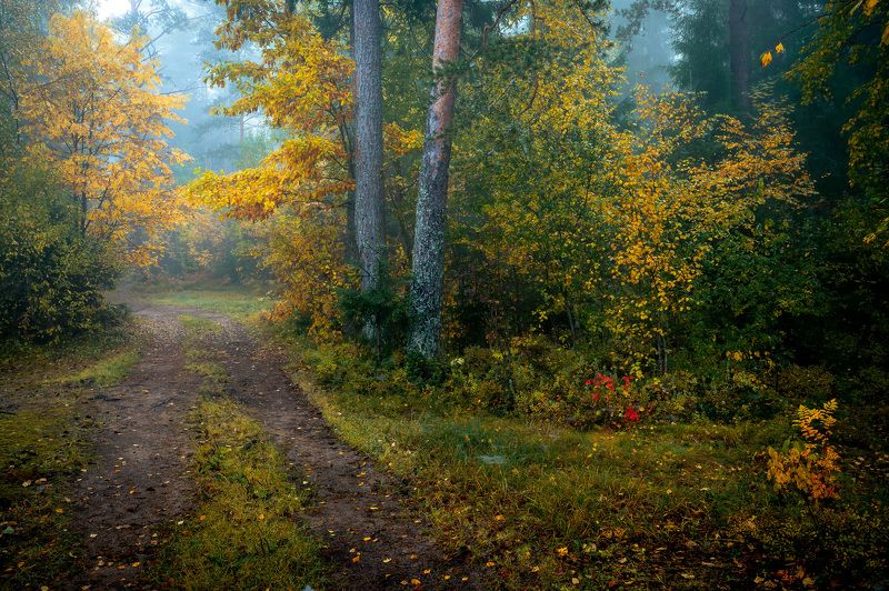 пейзаж, природа, осень Лесная дорога фото превью