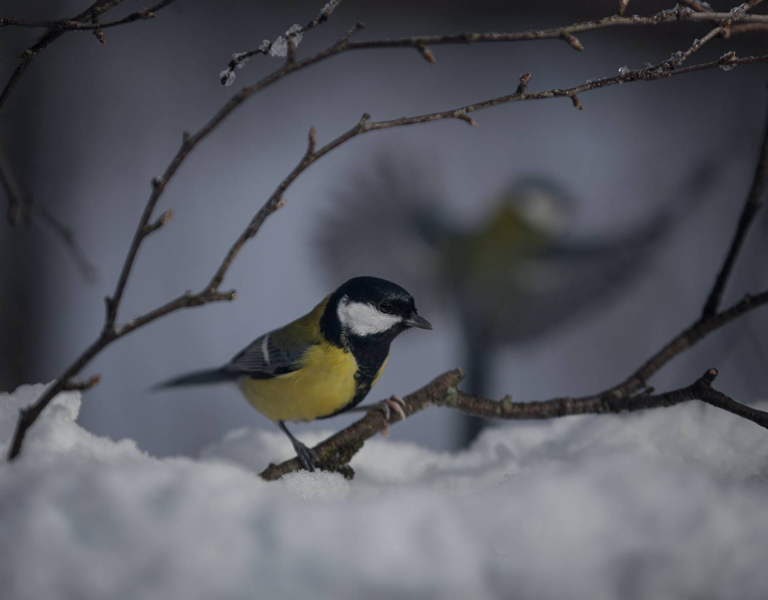 лес, свет, утро, природа, синица, птицы, Баранов Олег