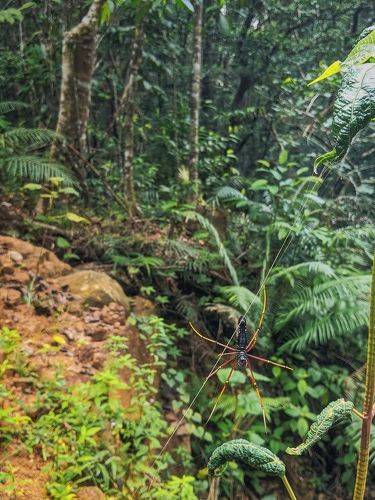 Sinharaja Forest Reserve