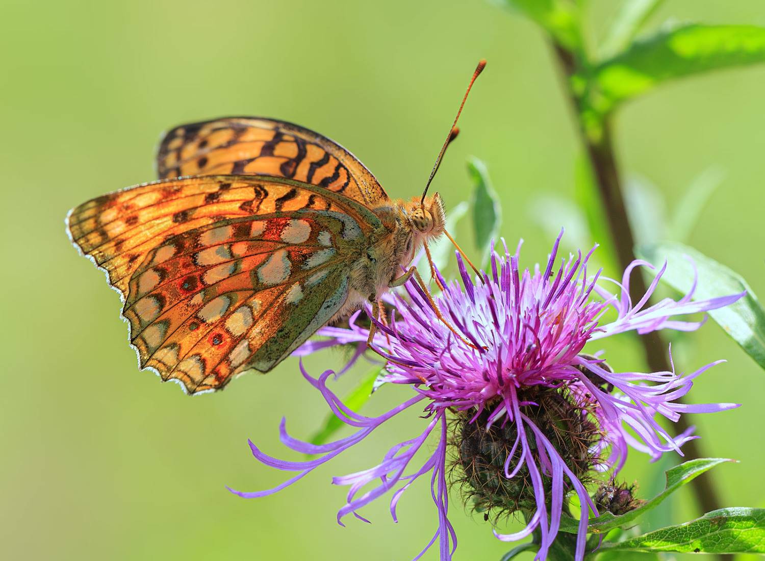 насекомые, нимфалида, перламутровка, красная, адиппа, лето, июль, Борис Новиков
