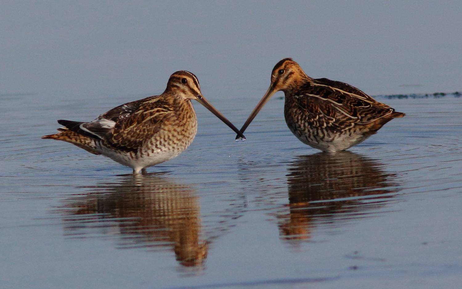 природа, животные, птицы, бекас, анималистика, самарская область, Владимир Шебаршенко