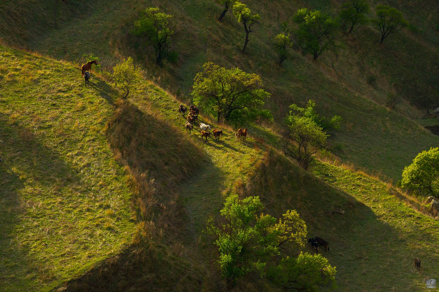 , Ковалев Дмитрий