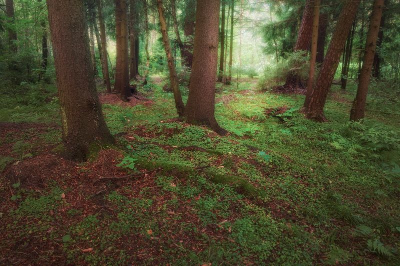 После летнего дождя фото превью