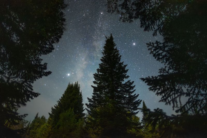 астрофото, астрофотография, ночь, астрономия, астропейзаж, сибирь, тайга, лунная ночь, night, nightphotography, stars, milkyway, longexposure, taiga, wood Лунная ночь в сибирской тайге фото превью