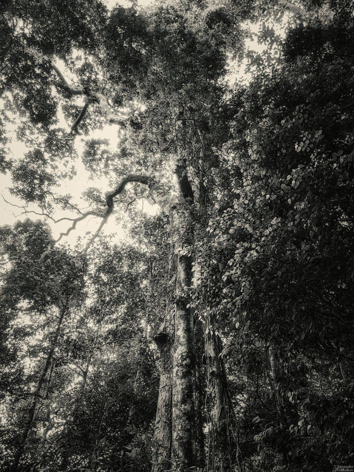 мобильная фотография, природа, лес, дерево, деревья, шри-ланка, forest, sri lanka, nature, asia, mobile photography, tree, Дудников Александр