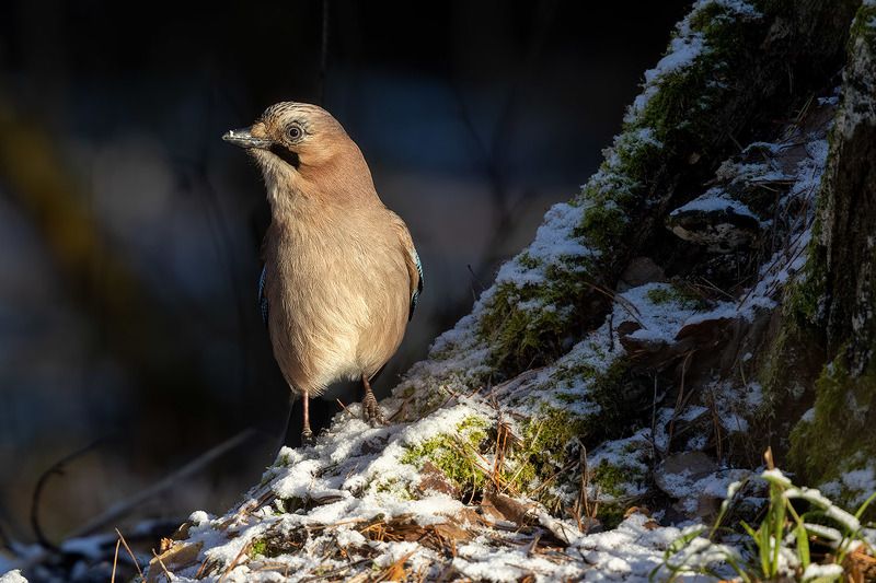 птицы, Подмосковье, сойка  Любопытство фото превью