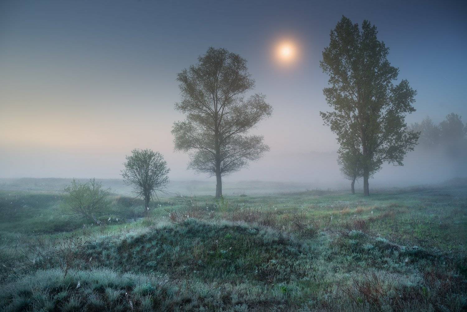 ночь, утро, луна, луг, Солоницевка, туман, сумерки, Александр Киценко