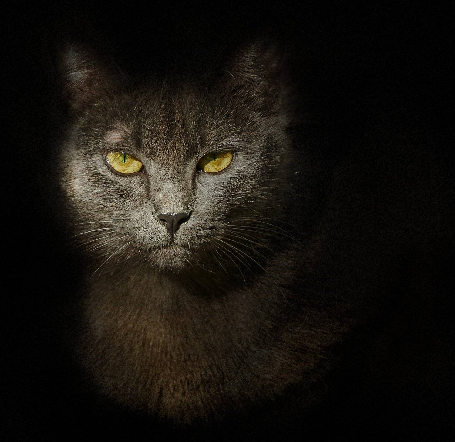 , Олег Богданов