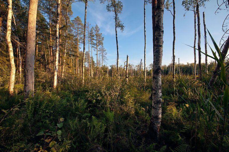 московская область, верхне-волжская провинция, пейзажи московской области, фотоальбом \\ Pro Верхнее-Волжскую провинцию Московской области фото превью
