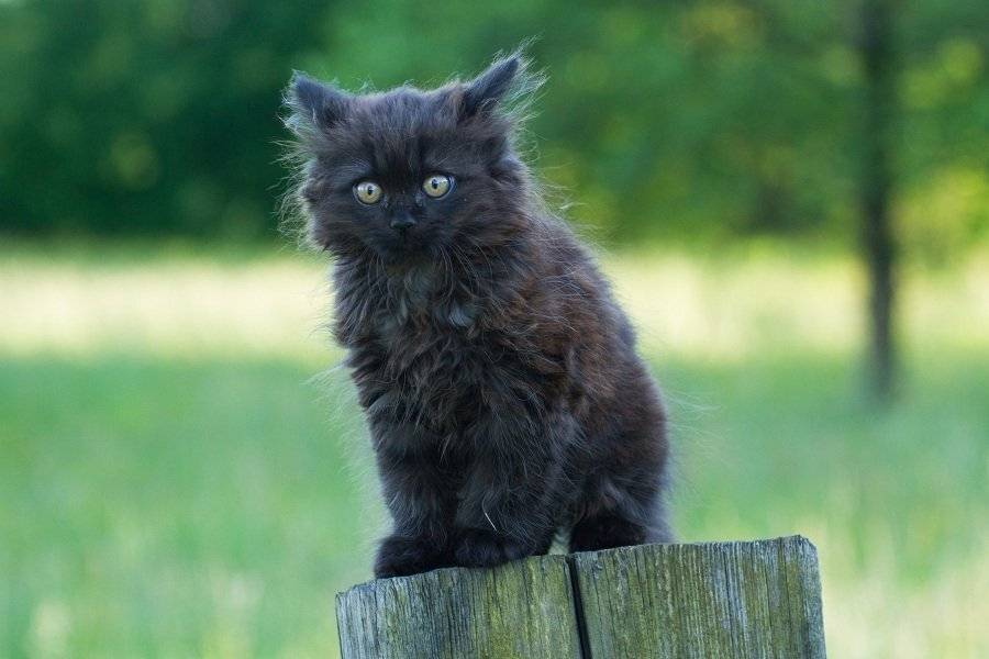 , Janina J?drzejewska-Szombara